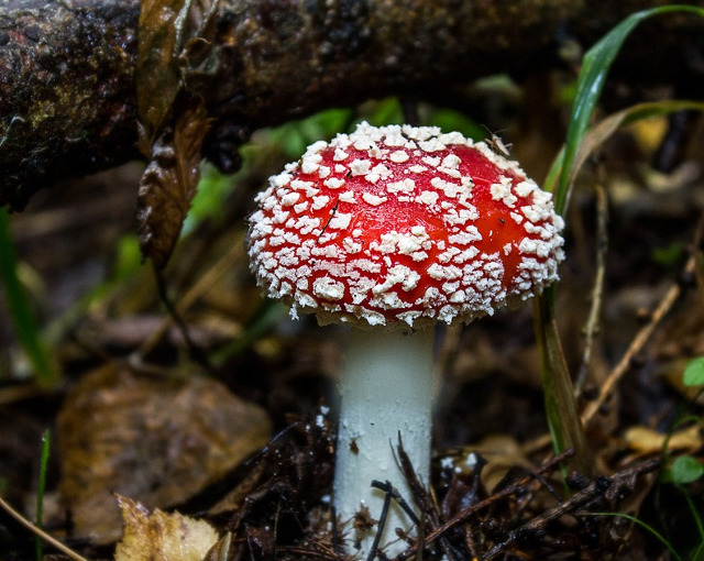 Buretele mustelor/ Amanita muscaria