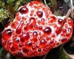 Dinte insangerat/ Hydnellum peckii