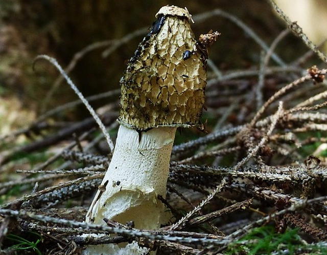 Zbarciog galben/ Morchella esculenta