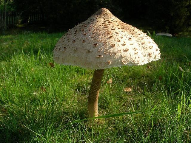 Piciorul caprioarei/ Macrolepiota procera