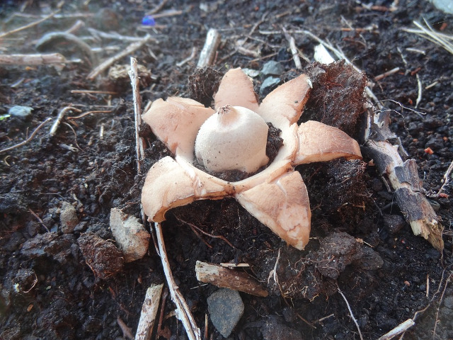 Geastrum saccatum