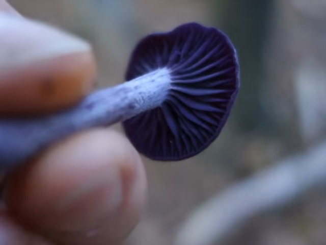 Laccaria amethystina