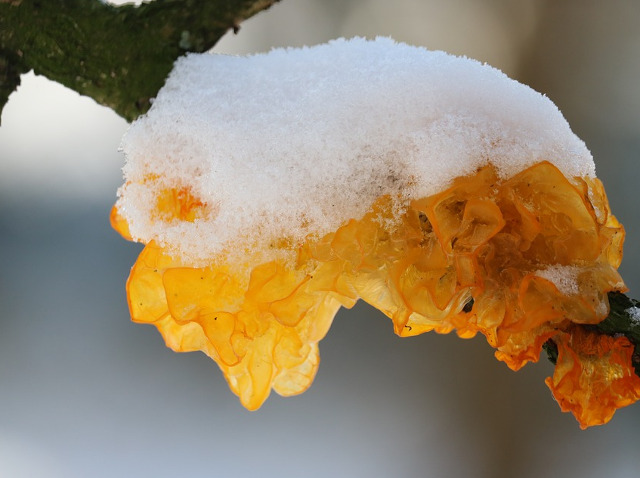 Tremella mesenterica