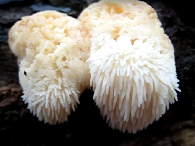 Coama leului/ Hericium erinaceus