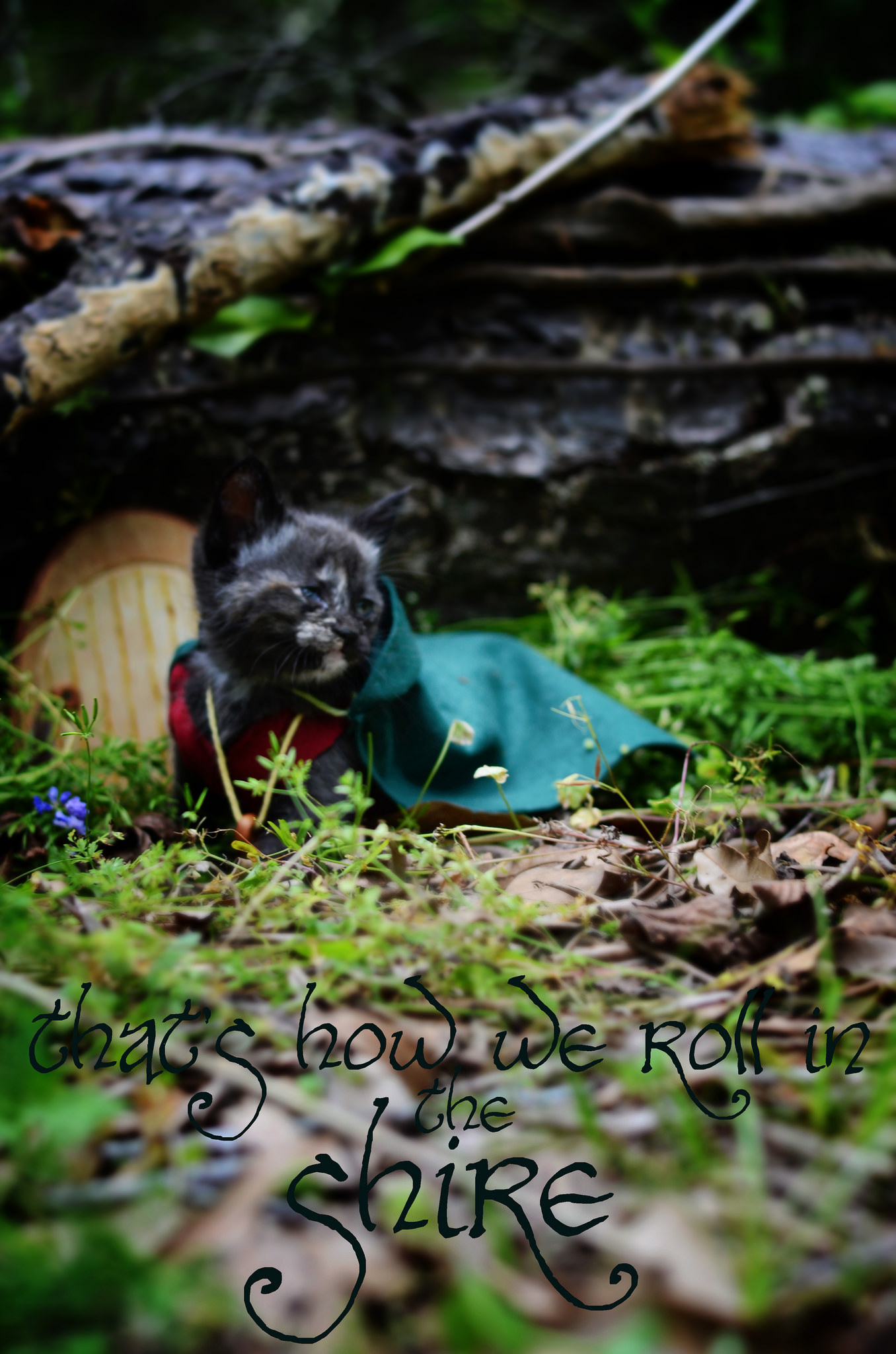 Pisici costumate in personaje celebre