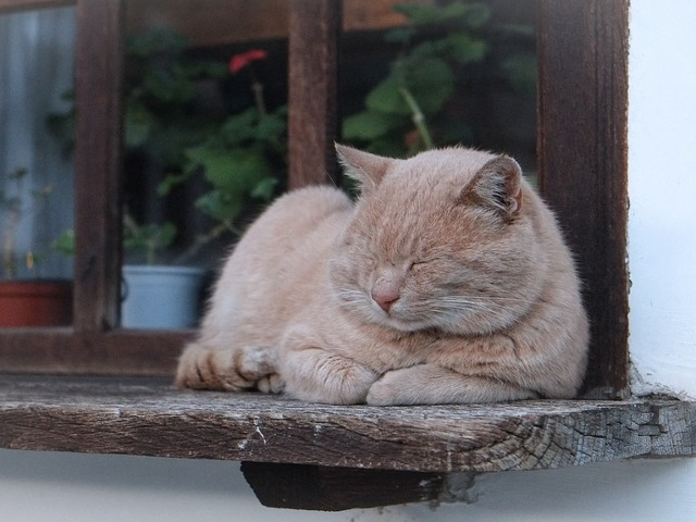 Nu-i asa ca aceasta pisica este adorabila?