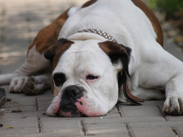 Suparat sau doar plictisit?