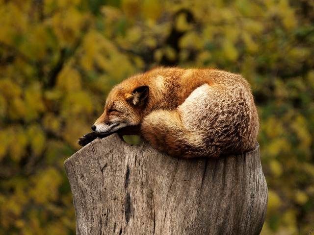 Cand esti obosit poti dormi oriunde...