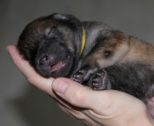 Imposibil sa nu-l indragesti!