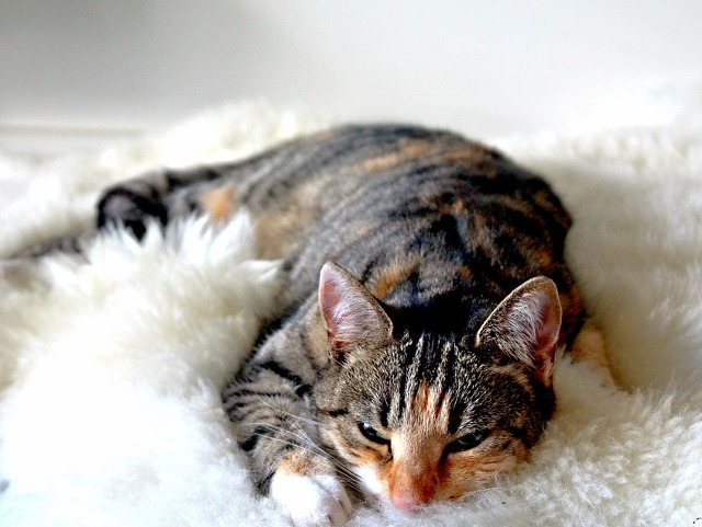 Pur si simplu...incantatoare!