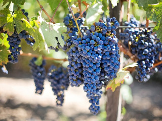 Cei cu podgorii nu muncesc