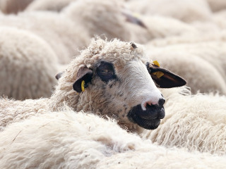 Zi decisiva pentru pastori