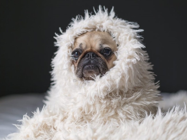 Acest catelus iti topeste inima