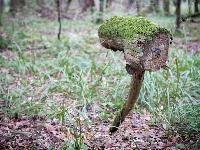 Cutie postala in padure...