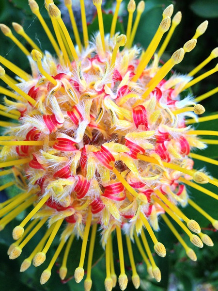 Cea mai ciudata floare