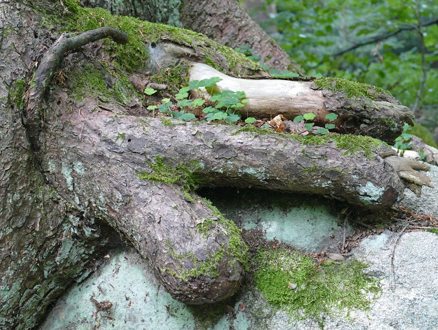 O gheara amenintatoare