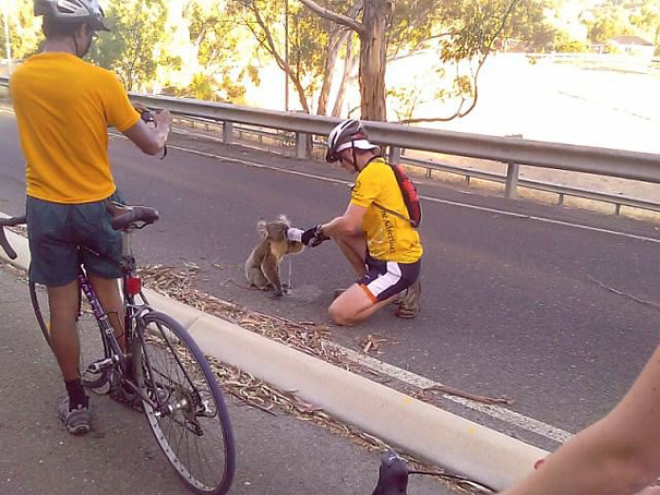Doi biciclisti s-au oprit pentru a-i da apa unui ursulet koala deshidratat