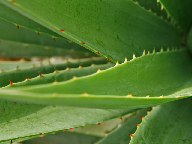 Aloe Vera