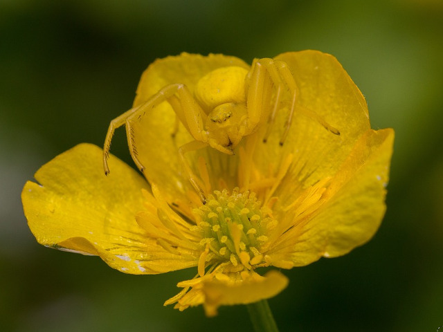 Misumena vatia, supranumit paianjen floare