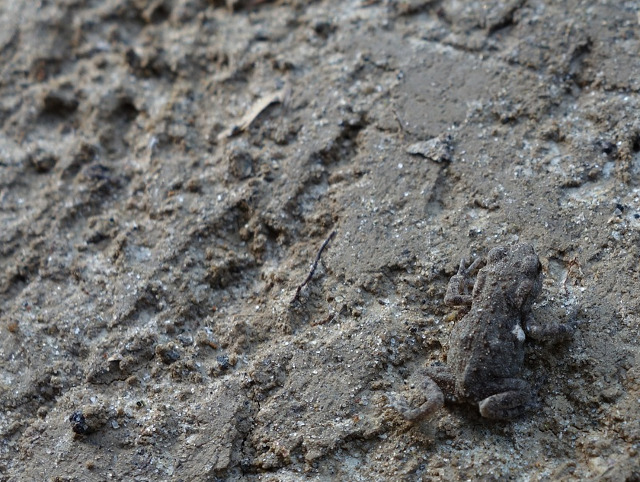 O broscuta care se integreaza ideal in peisaj