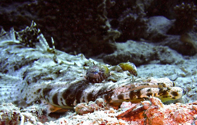 Si in lumea subacvatica exista animale care trec neobservate