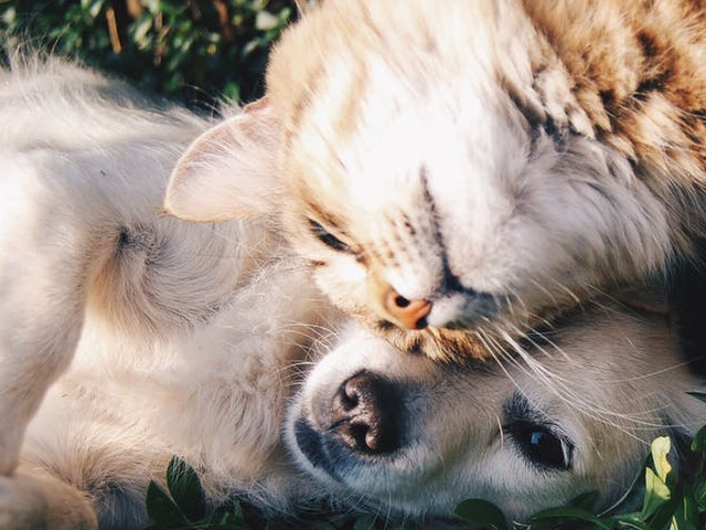 Au grija de prietenii lor