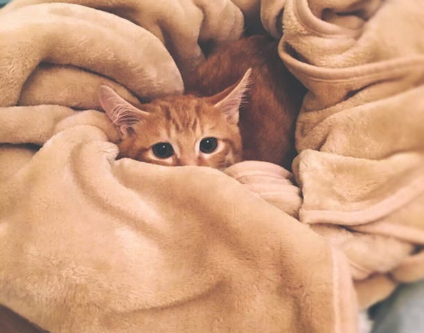 Au capacitatea de a se ascunde in locuri nebanuite