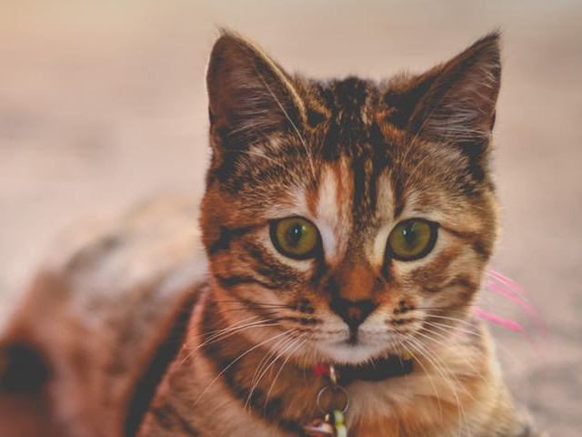 Incearca sa fie dragute tot timpul, chiar si atunci cand nu isi doresc