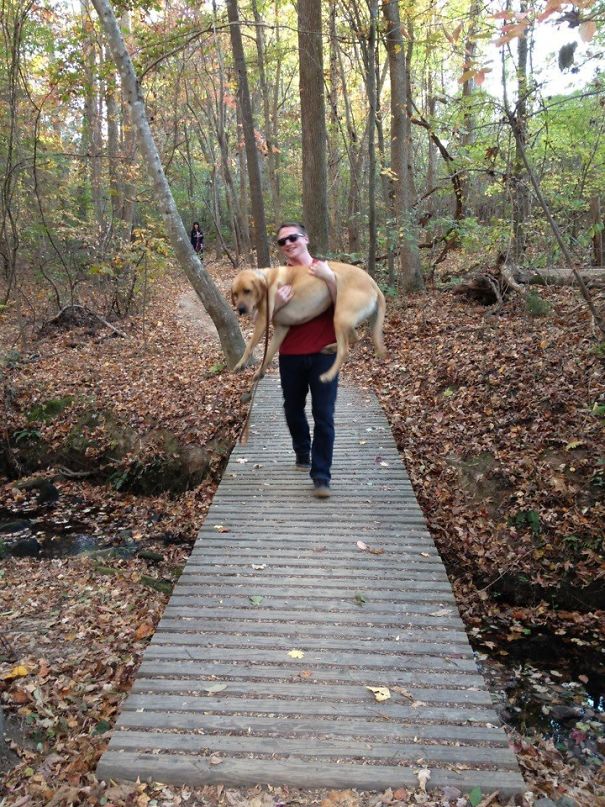 Traversarea podului il sperie de moarte pe acest caine, asa ca stapanul s-a adaptat si il cara in brate