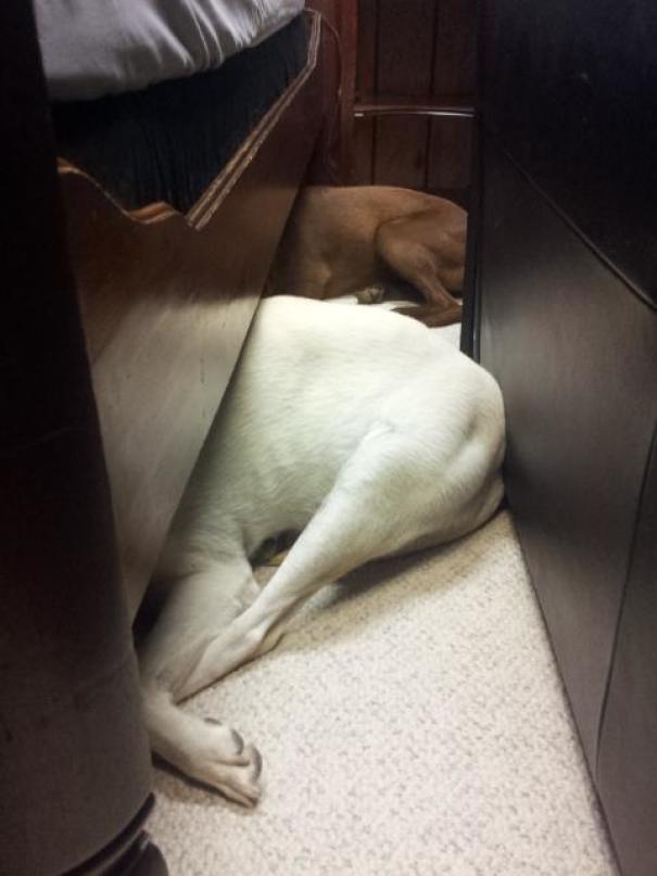 Ghici cine se teme de aspirator