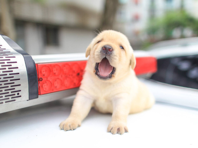 Lupta impotriva raului este in sange