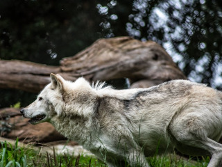 Se respecta sarbatoarea lupilor