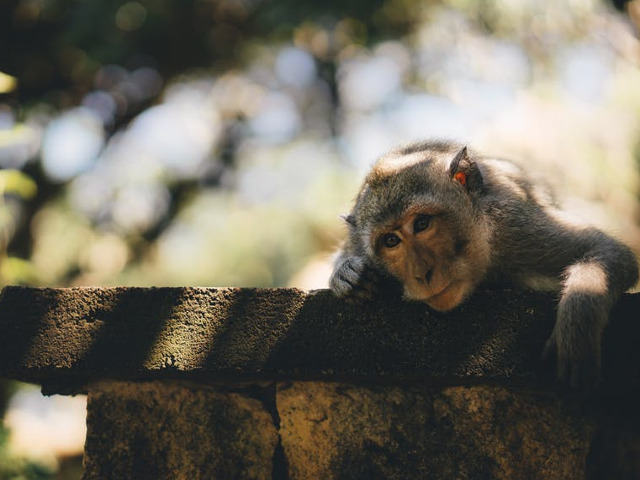 Cea mai posomorata maimuta