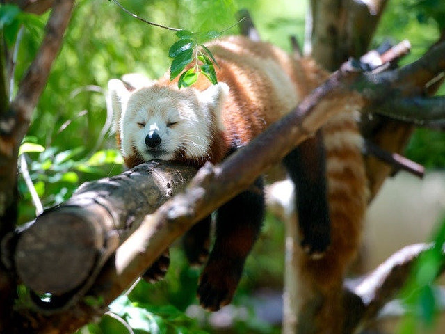 E mai bine sa lenevesti decat sa te joci...