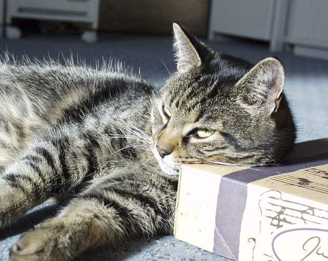 Odihne e rupta din rai