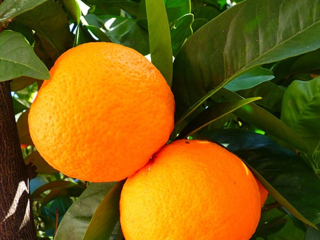 Portocale