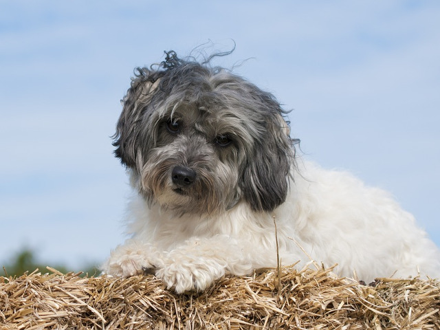 Lowchen - 4.800 / 8.000 de dolari