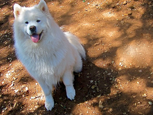 Samoyed - 4.000 - 10.000 de dolari