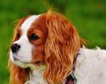 Cavalier King Charles Spaniel - 960 - 14.000 de dolari