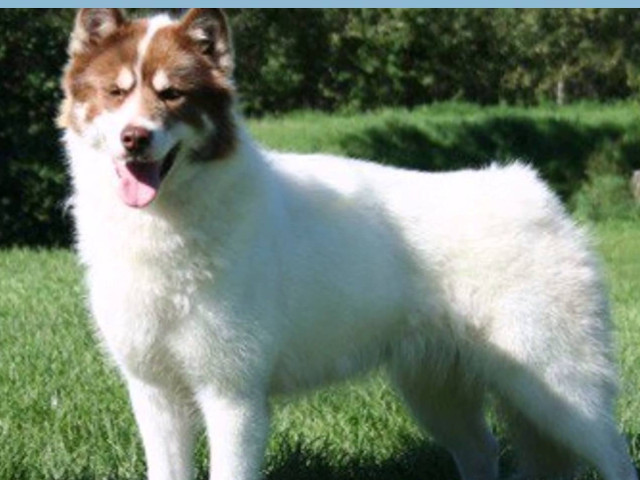 Canadian Eskimo Dog - 7.200 de dolari