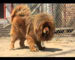 Tibetan Mastiff - Peste 7.000 de dolari