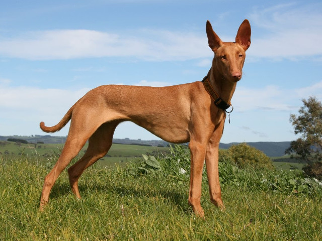 Egyptian Pharaoh Hound - Peste 6.500 de dolari