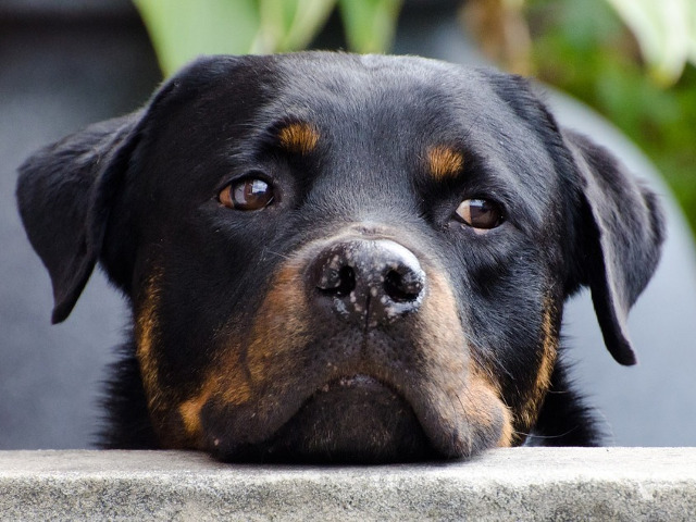 Rottweiler - 2.000 - 4.000 de dolari