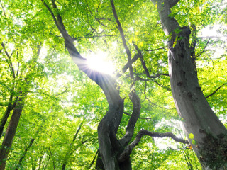 Nu te adaposti sub carpen