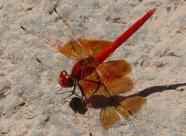 Sympetrum fonscolombii