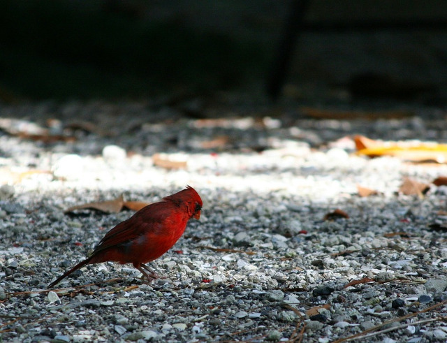 Cardinal rosu
