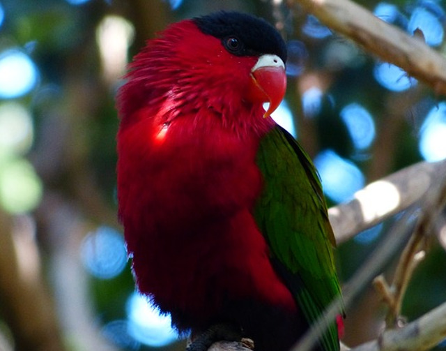 Papagalul rosu Eos bornea