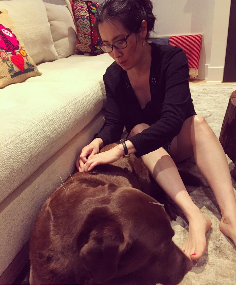 Actrita Lucy Liu ii face acupunctura cainelui ei