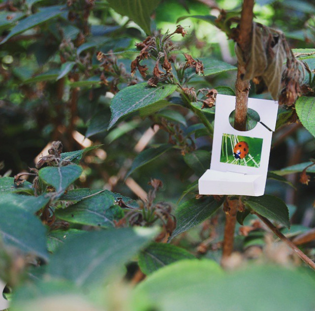 "Momeala" pentru gargarite