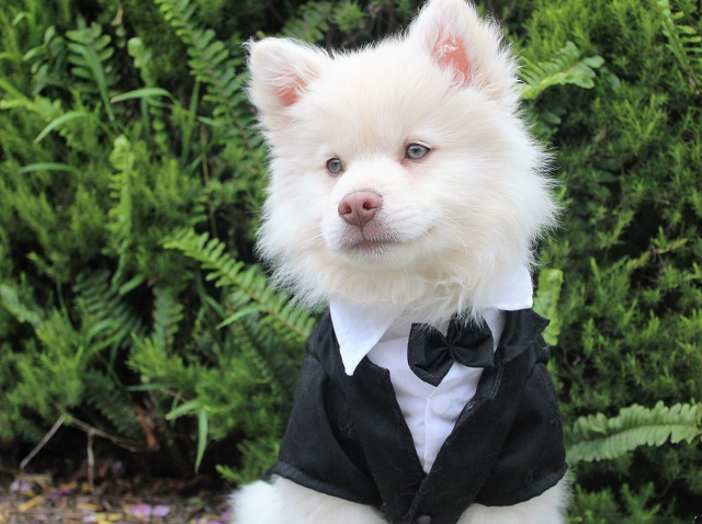 Un caine pregatit de nunta